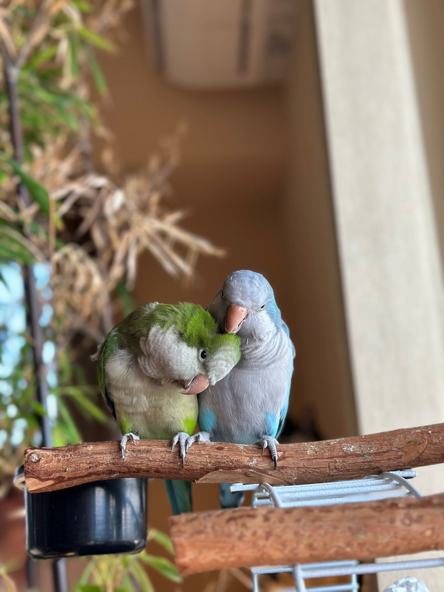 自然と調和するドラゴンウッド製インコ用止まり木