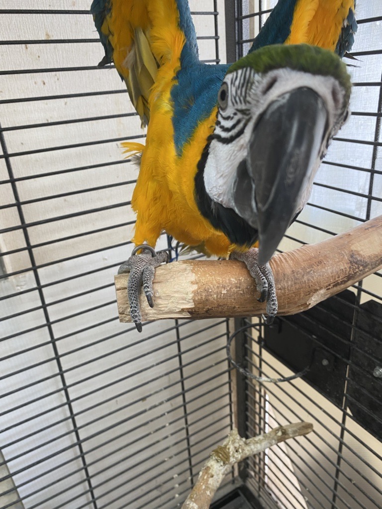 自然と調和するドラゴンウッド製インコ用止まり木