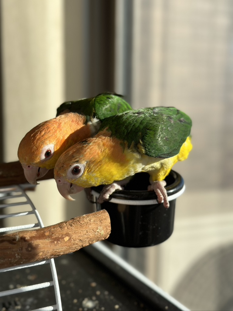 自然と調和するドラゴンウッド製インコ用止まり木