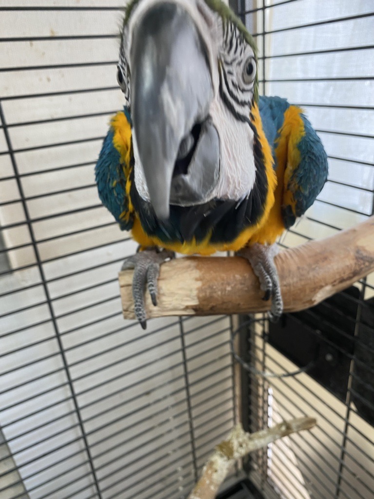 自然と調和するドラゴンウッド製インコ用止まり木