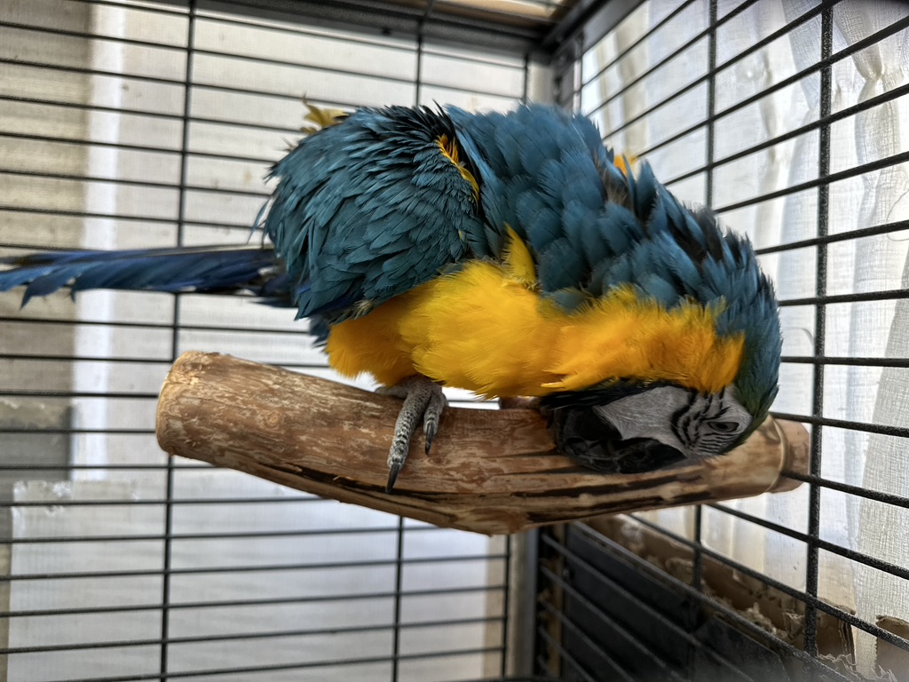 自然と調和するドラゴンウッド製インコ用止まり木