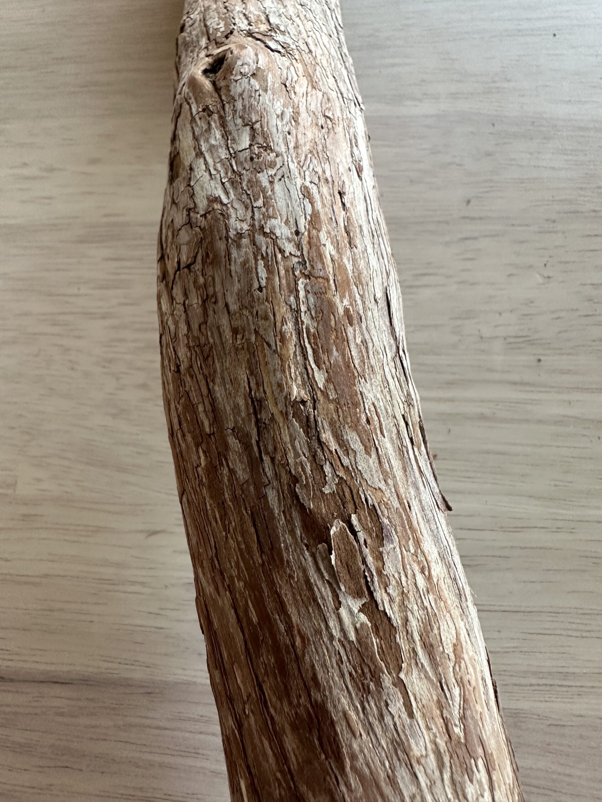 自然と調和するドラゴンウッド製インコ用止まり木