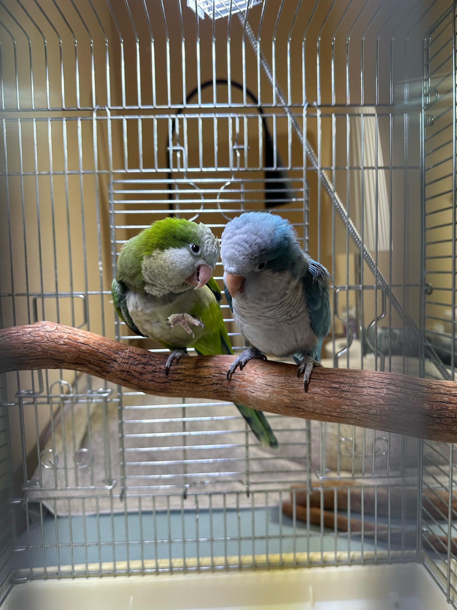 自然と調和するドラゴンウッド製インコ用止まり木