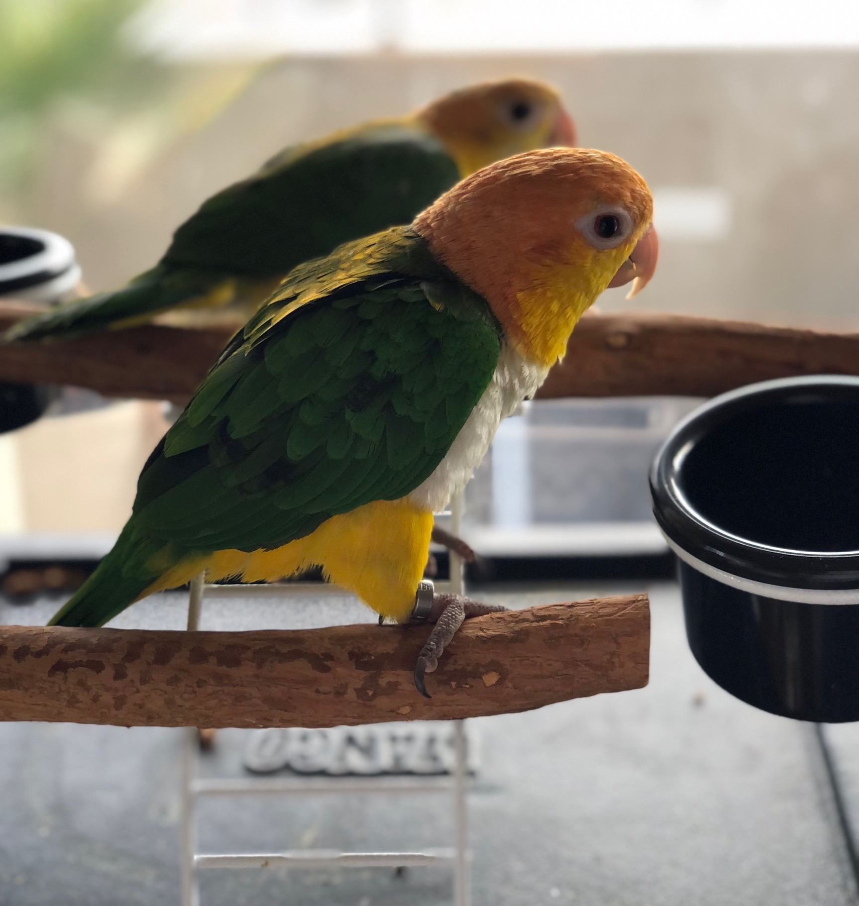 自然と調和するドラゴンウッド製インコ用止まり木