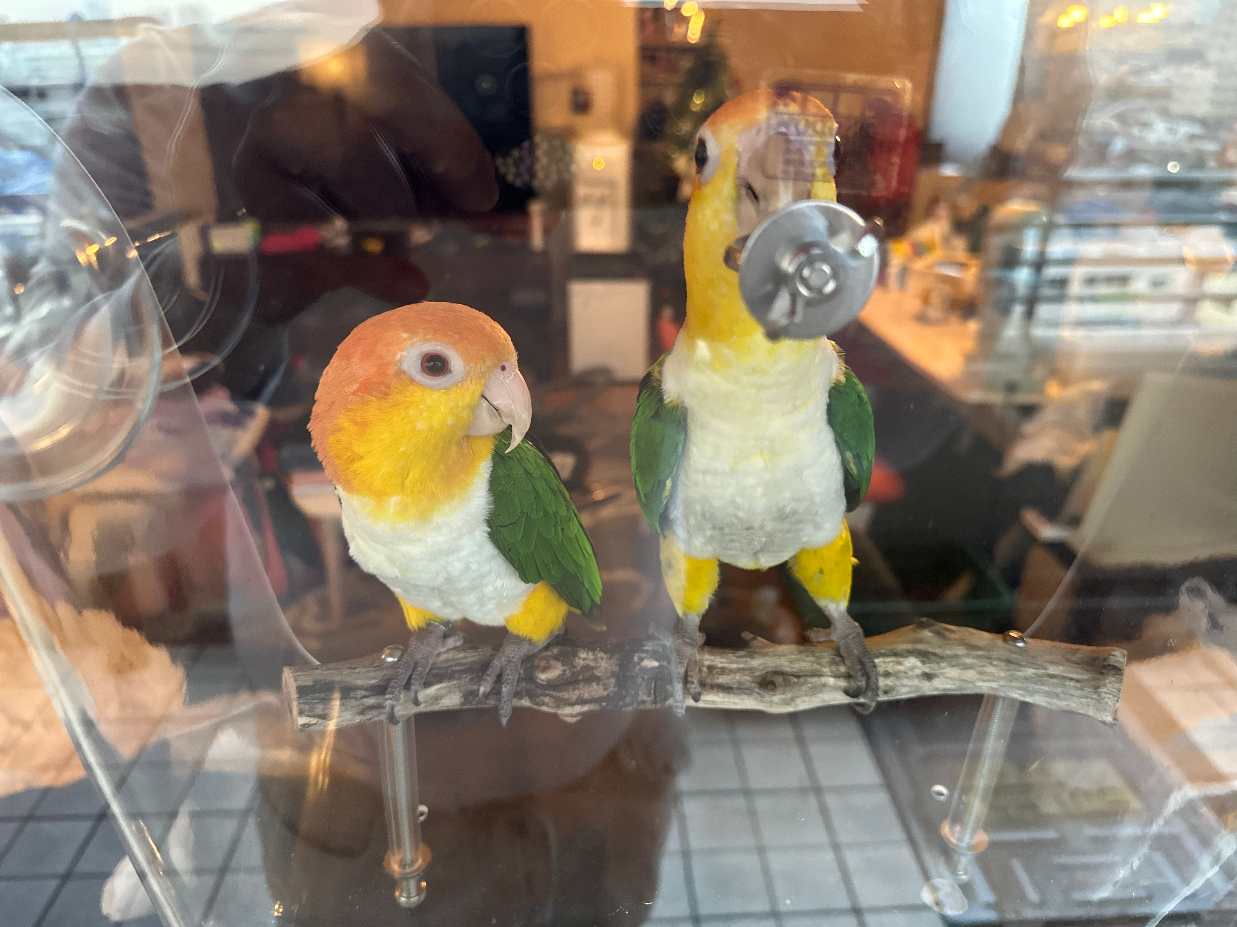 マンザニータの止まり木で遊ぶシロハラインコ