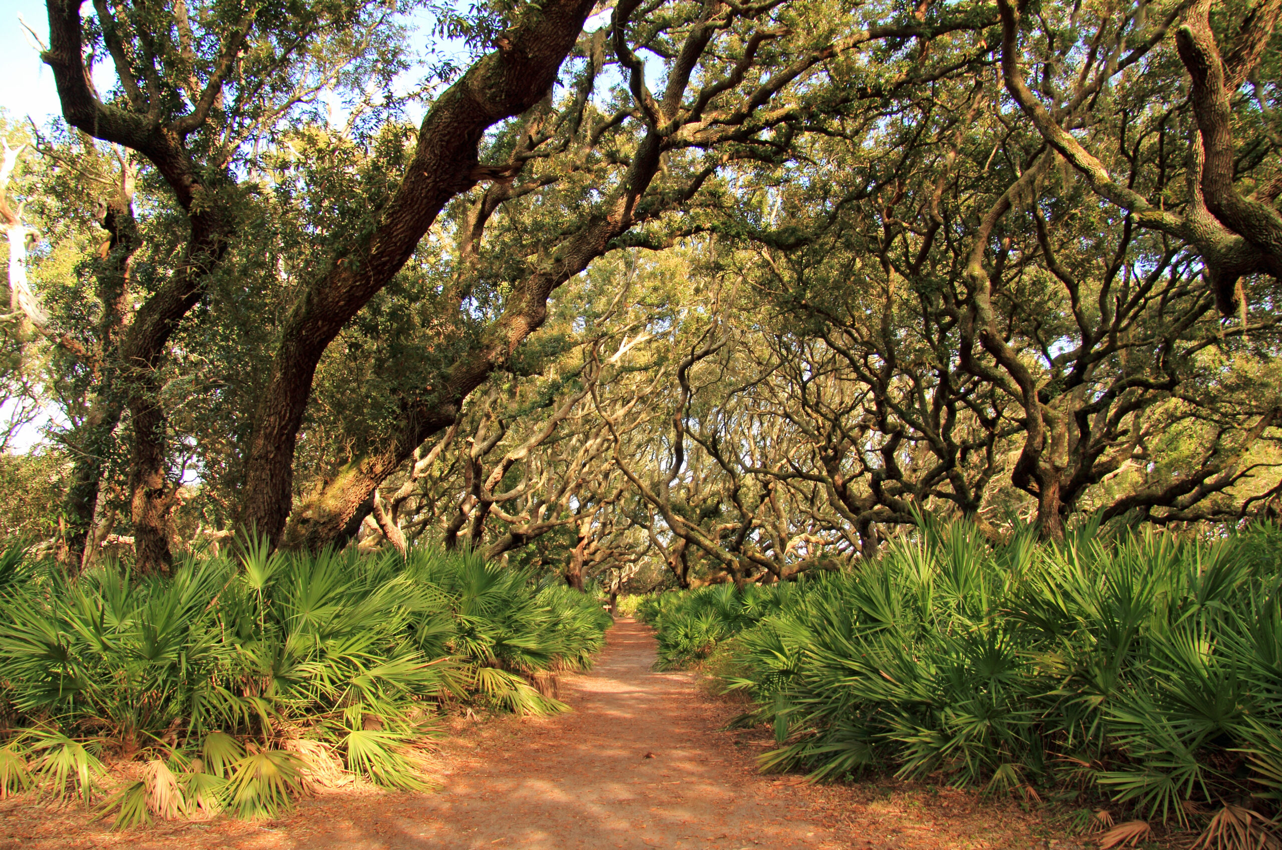Cumberland Island National Seashore
