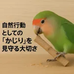 インコが木の枝をかじっている様子