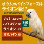 オウムのライオン級バイト力