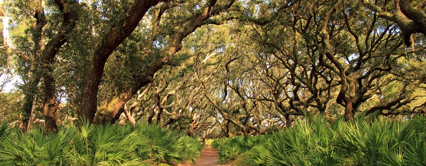 Cumberland Island National Seashore