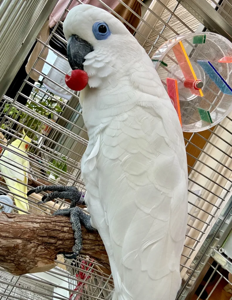 Cacatua2