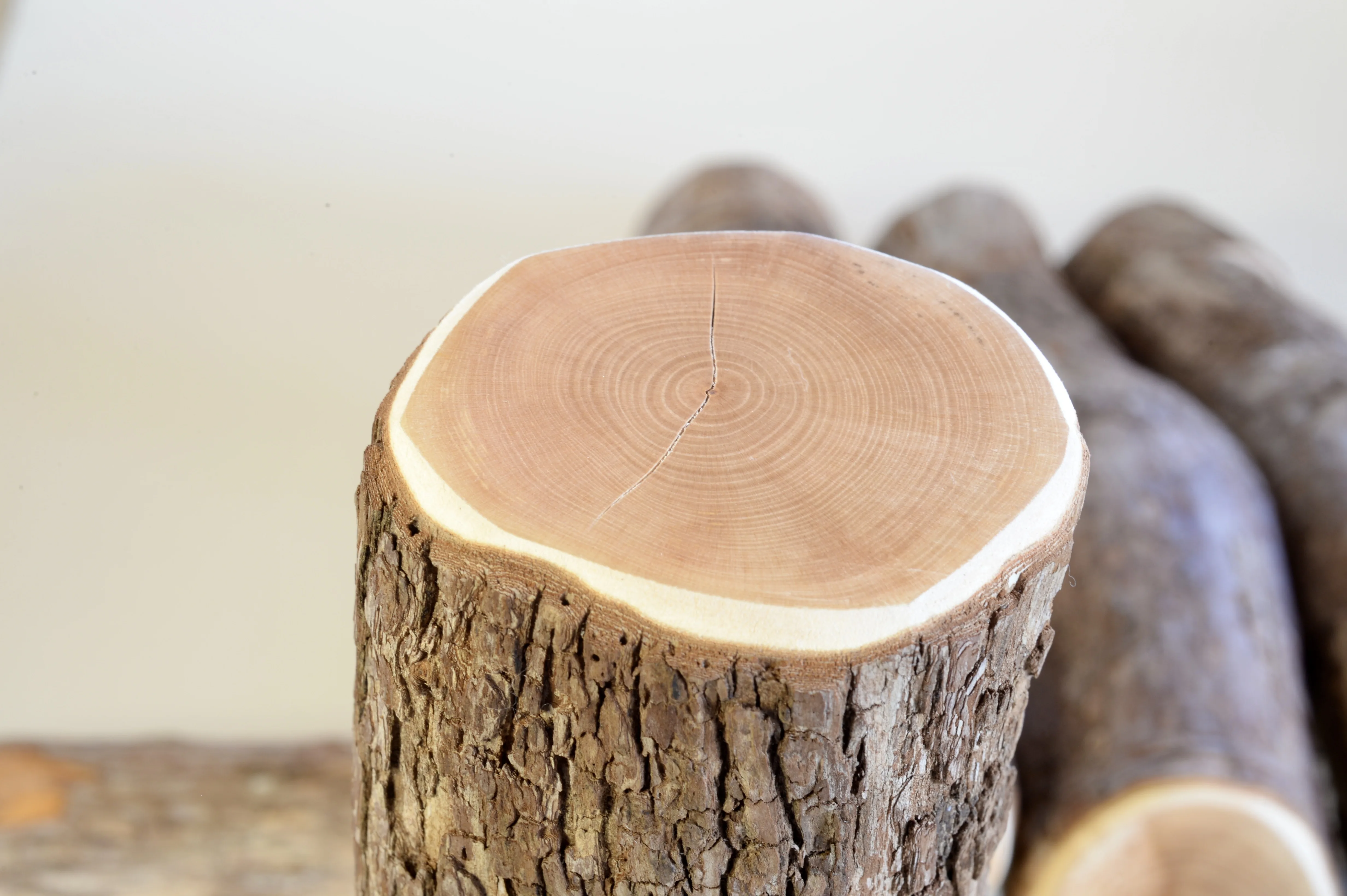 太さ5cm以上の天然ドラゴンウッド製・特太XLサイズ止まり木。大型オウムやインコの足にやさしい頑丈なパーチ。