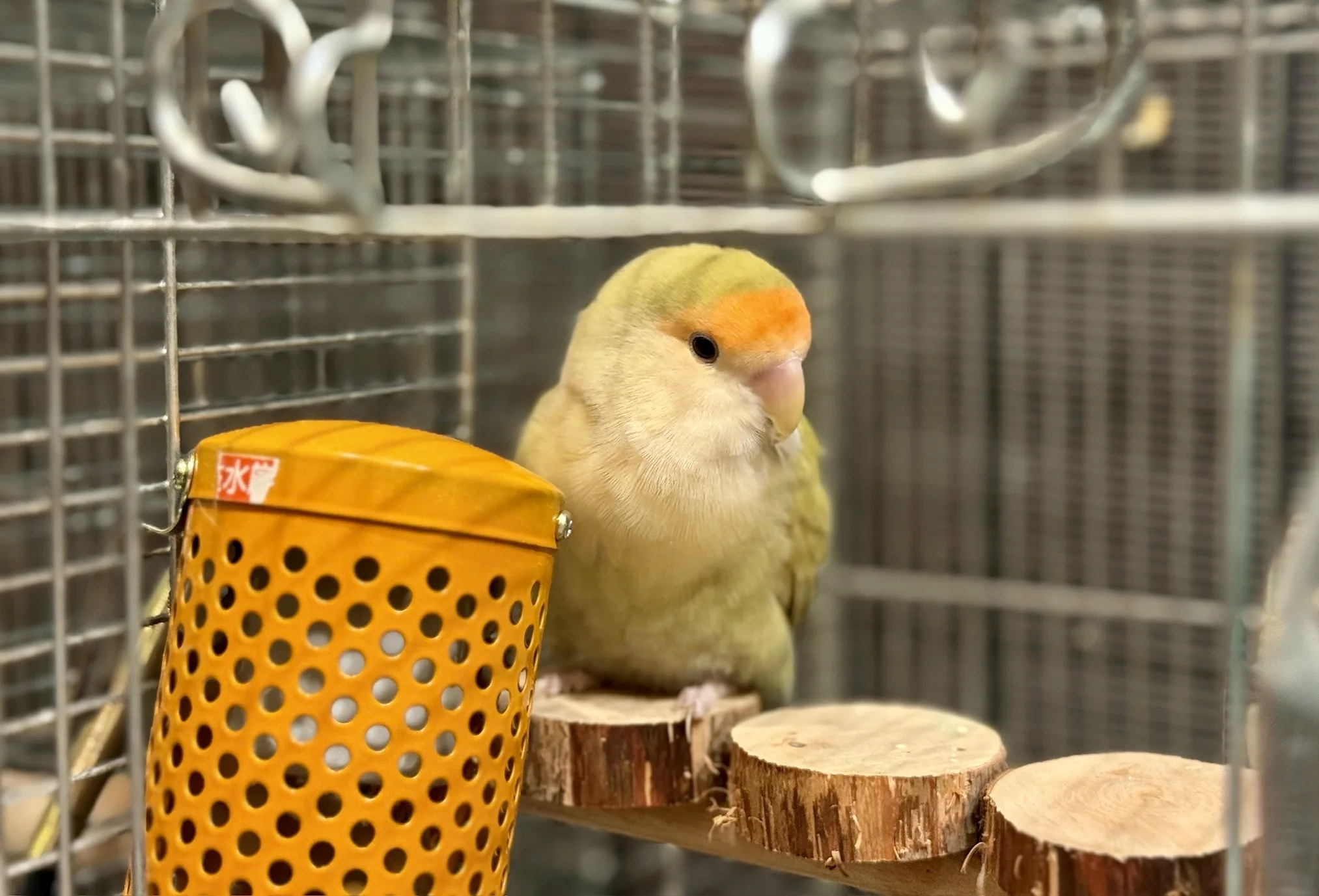 コザクラインコ6歳がフラットパーチで休んでいる様子