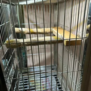 インコ用木製プラットフォーム|設置イメージ ケージ内に水平設置したインコ用木製プラットフォーム。ヨーロピアンブナ無垢材を使用し、休憩や方向転換の場として配置したイメージ。