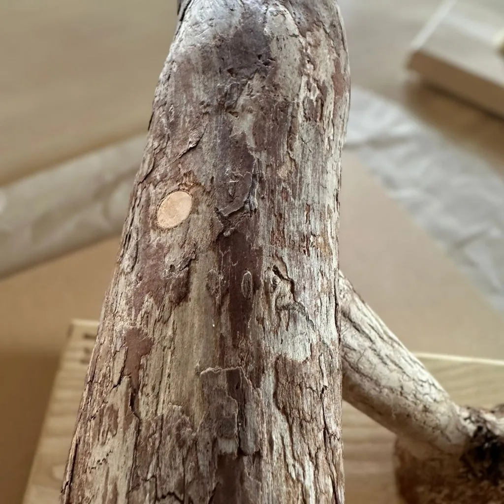 テーブルトップ用 天然木バードスタンド ドラゴンウッド ホワイトアッシュ