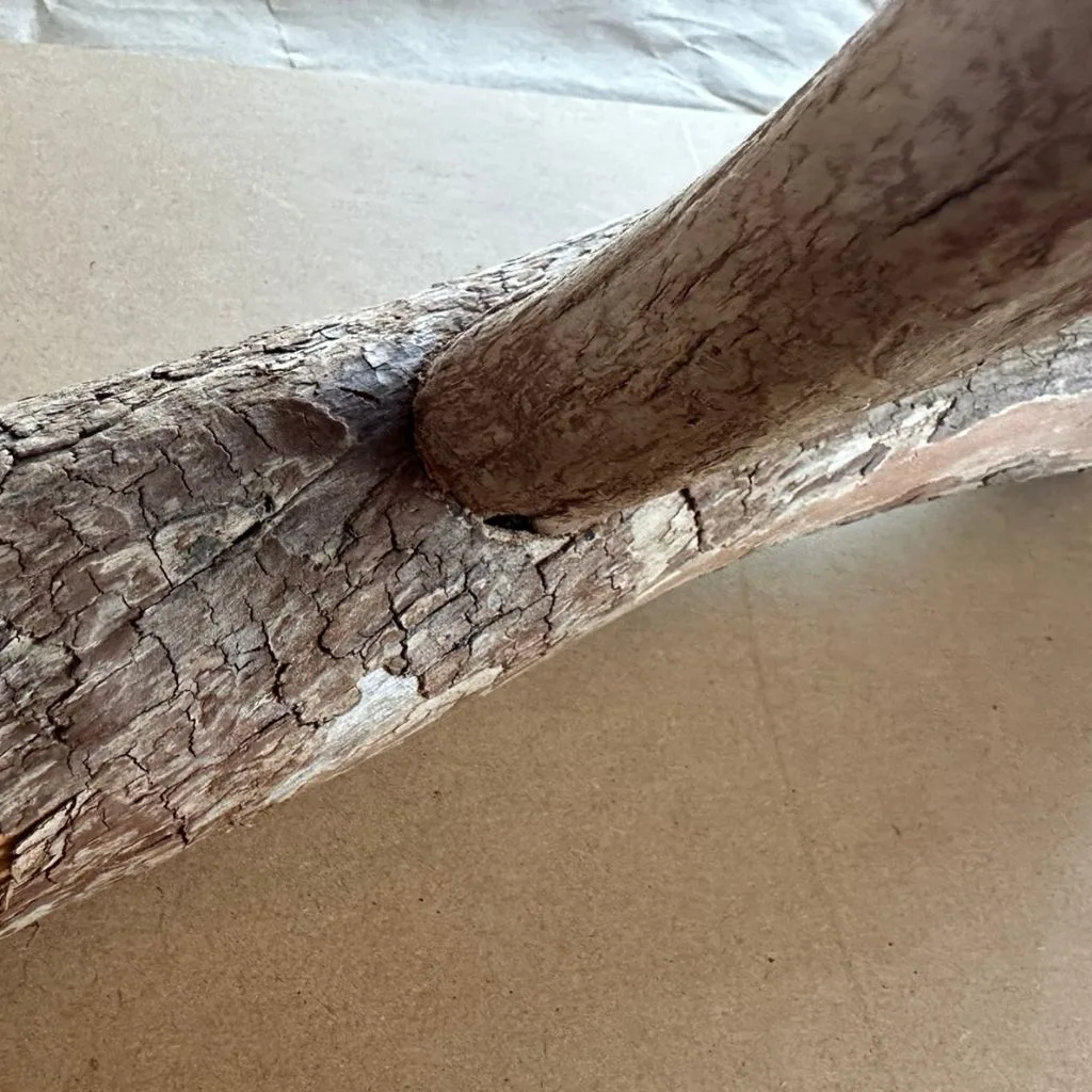 テーブルトップ用 天然木バードスタンド ドラゴンウッド ホワイトアッシュ