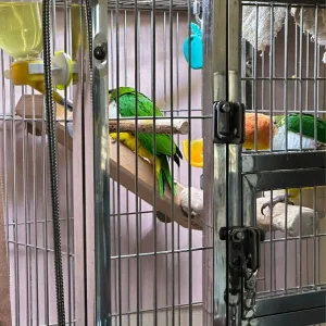 インコによるRamp使用の観察風景 ケージ内に設置した木製Rampをインコが歩いて利用している様子。移動や滞在行動を観察している試作段階のイメージ。