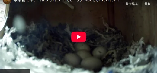 コザクラとボタンのハイブリッド巣箱ライブ