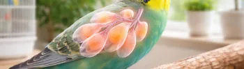 parrot physiology basics