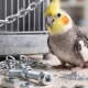 zinc toxicity birds